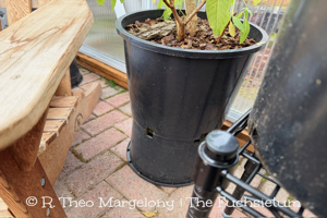 Greenhouse Staging 14